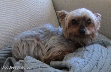 The right side of a cream and black with brown Yorkshire Terrier that is laying across a sweater. It is looking up and its ears are pinned back. It has wide round dark eyes and a big black nose.