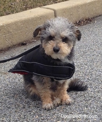 A small, wavy-coated, black with tan Yorktese dog sitting in a street, it is wearing a coat and it is looking forward.