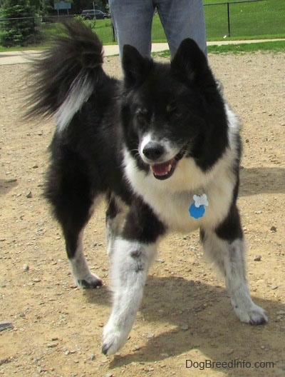 The front right side of a thick coated black with white Akita Chow thats playing in a dog park. The dog has a long tail that curls up over its back with long black hair on it and small perk ears with a big black nose and dark eyes.