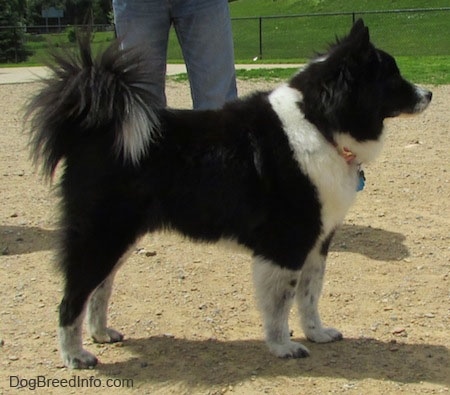 Akita Chow standing in a dog park - Left Profile. It has a tail that curles up over its back with long hair coming from it and small perk ears with a thick coat.