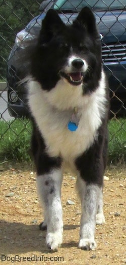 Front view - A black with white Akita Chow standing in a dog park in front of a chain link fence with a car in the background