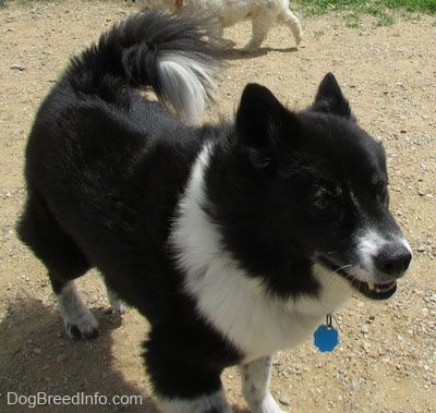 A black with white Akita Chow standing in a dog park. Another dog is sniffing around behind her.