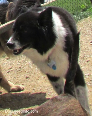 Close up action shot - A black with white Akita Chow is walking behind a dog laying in front of it and it is looking to the left.