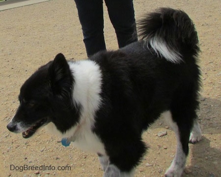 The left side of a black with white Akita Chow standing on a dirt surface. There is a persons legs behind it. The dog has a thick coat with a tail that curls over its back.