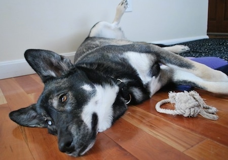 A black with white Alaskan Husky is laying down on its side with rope toy in front of it