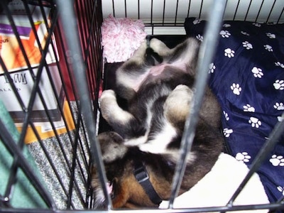 A black with gray Alaskan Malador puppy is laying up-side-down in a dog crate.