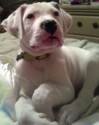 A white American Bulldog puppy is laying on a bed and it is looking up and to the right.