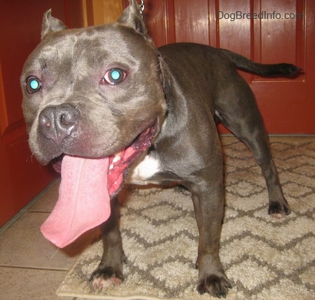 Close up - A gray with white American Bully is standing on a rug, its mouth is open and its big long tongue is hanging out.