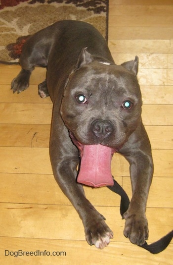 A gray with white American Bully that is laying down on a hardwood floor with its big long tongue out.