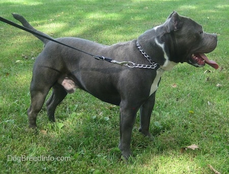 The right side of a gray with white American Bully that is standing outside across a field and its tongue is hanging out.