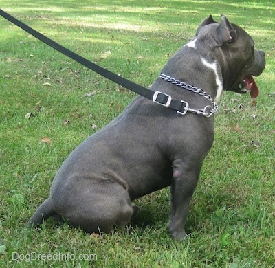 The right side of a gray with white American Bully that is sitting outside with its large tongue hanging out.