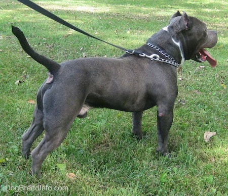 The back right side of a gray with white American Bully that is standing across grass, its mouth is open and its long tongue is hanging out.