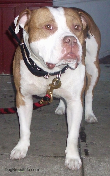 Front view - A wide, big headed, rose-eared, tan and white Pit Bull / Bully mix breed dog is standing on a stone surface outside looking forward with its eyes, but its head is turned to the right.
