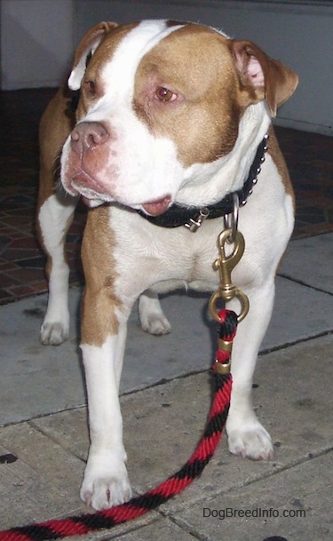 Close up - A wide, big headed, rose-eared, tan and white Pit Bull / Bully mix breed dog is standing on a stone surface looking to the left.