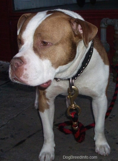 Front view - A wide, big headed, rose-eared, tan and white Pit Bull / Bully mix breed dog is standing on a concrete surface looking to the left. Its head is level with its body and it looks relaxed.