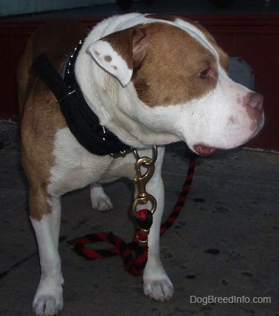 Front view - A wide, big headed, rose-eared, tan and white Pit Bull / Bully mix breed dog is wearing a thick black collar standing on a concrete surface looking to the left.