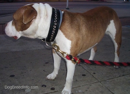 Left Profile- A wide, big headed, rose-eared, tan and white Pit Bull / Bully mix breed dog is wearing a thick black collar and a black and red rope leash standing on a concrete surface looking to the right of its body.