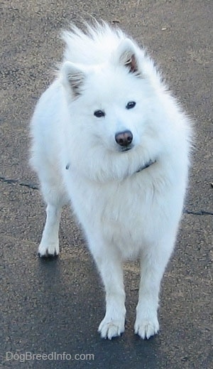A white American Eskimo Dog is standing on a black top with its head tilted to the left