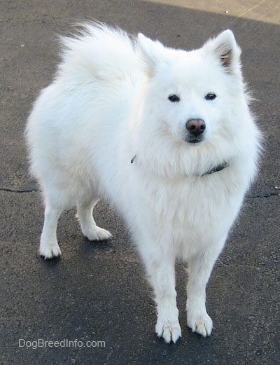 The front right side of a white American Eskimo Dog that is standing in a driveway