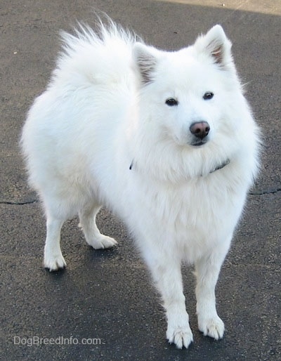 The front right side of a white American Eskimo that is standing in a parking lot.