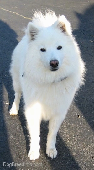 Chloe the American Eskimo Dog standing on a black top