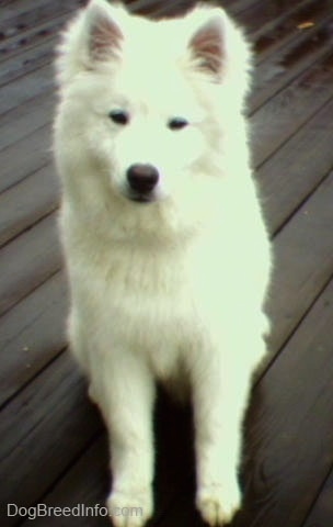 A white American Eskimo Dog is sitting on a wet wooden deck