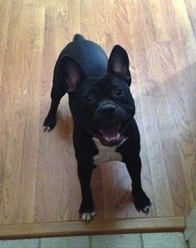 Topdown view of a black with white American French Bull Terrier that is standing on hardwood floor with its mouth open and it is looking up.