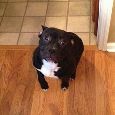 Topdown view of a black with white American French Bull Terrier that is sitting on a hardwood floor, its ears are back and it is looking up.