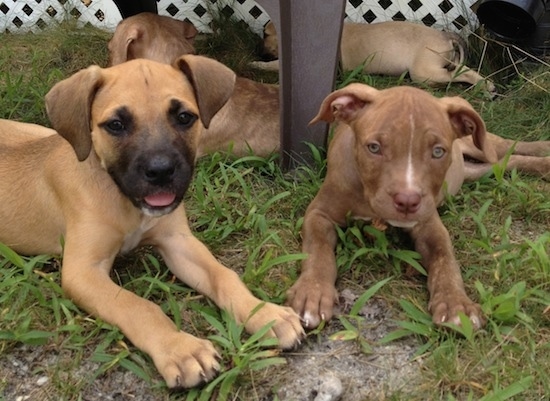 Four American Pit Corso puppies are laying outside in grass and under a table.