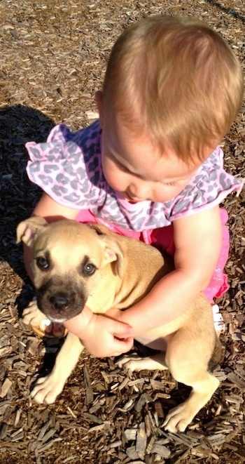 Topdown view of a tan American Pit Corso puppy that is being hugged by a baby outside.