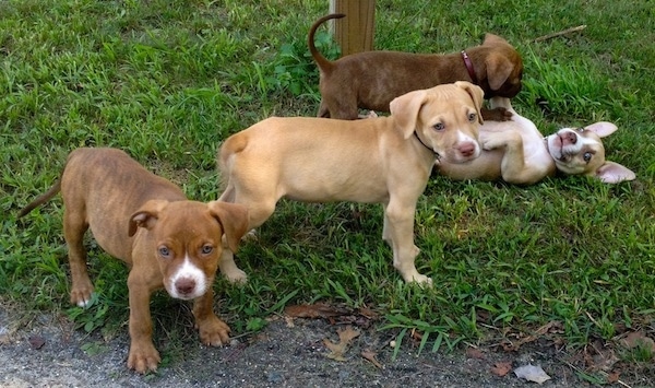 The right side of Four American Pit Corso puppies that are playing in a lawn and they are looking forward.