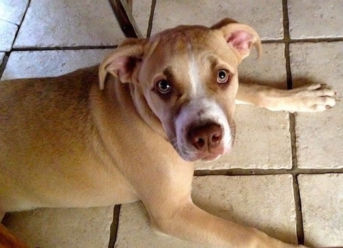 Topdown view of the right side of a tan American Pit Corso puppy that is laying under a table and it is looking up.
