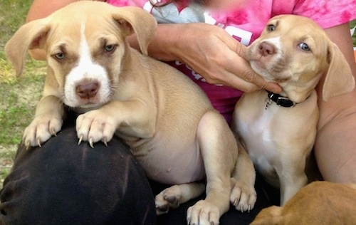 Close up - Two American Pit Corso puppies are laying in the lap of a lady and they are looking forward.