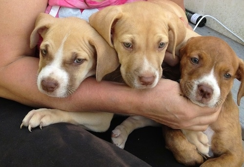 Close up - Three American Pit Corso puppies are laying in the lap of a lady and they are looking forward.