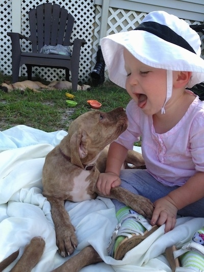 A red brindle with white American Pit Corso puppy is attempting to lick the face of a baby, that is sitting on a blanket.