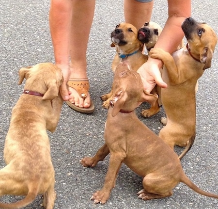 A litter of American Pit Corso puppies are playing with a lady on a blacktop surface.
