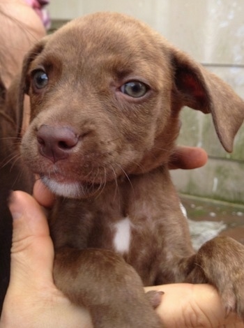 Close up - The front right side of a brown with white American Pit Corso puppy that is being held in the air by a person. It is looking to the left.