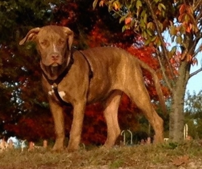 The left side of a red with white American Pit Corso that standing across a field and there are browning trees behind it.