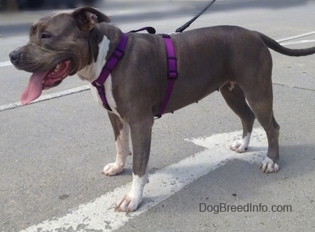 The front left side of a gray with white Pit Bull Terrier that is wearing a harness. Its mouth is open, its tongue is out and its standing in a road