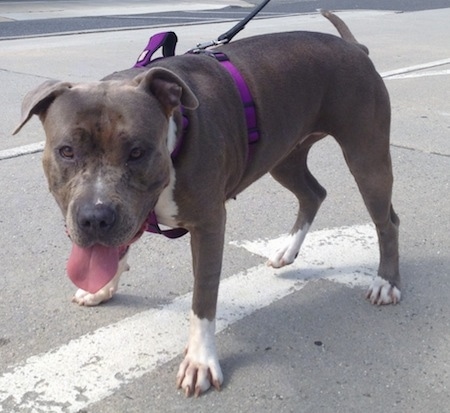 The front left side of a gray with white Pit Bull Terrier that is wearing a purple harness. Its mouth is open, its tongue is hanging out, its head is low and it is looking forward.