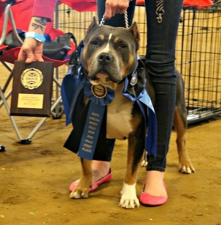 A black and brown with white Pit Bull Terrier, that has on three ribbons, is standing on dirt with an award next to it and there is a person standing overtop of it.
