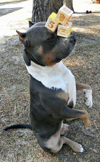 The right side of a black and brown with white Pitbull Terrier that is sitting up on its hind legs and it has having wooden blocks on its nose and head
