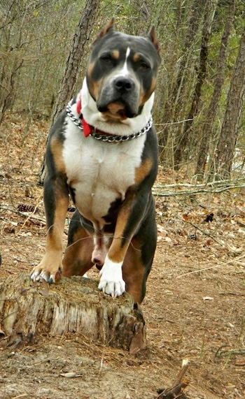 A brown and black with white Pit Bull Terrier is standing on a stump in the woods and it is loooking forward.