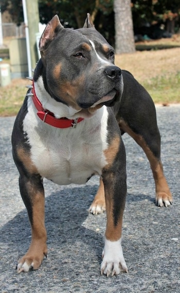 A brown and black with white Pit Bull Terrier is standing on a blacktop surface, its ears are cropped and it is looking to the right.