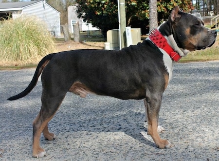 The right side of a brown and black with white Pit Bull Terrier that is standing across a blacktop surface and it is wearing a red spiked dog collar