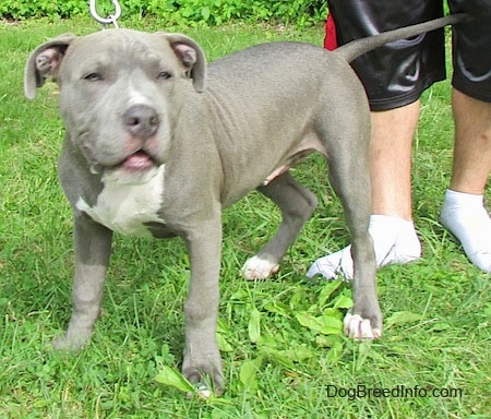 The front left side of a blue-nose Pit Bull Terrier puppy that is squinting its eyes and it is standing in a yard. There is a person in socks standing behind it. The dogs ears are folded down and out to the sides.