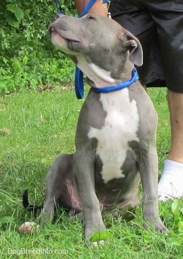 A gray with white Pit Bull Terrier Puppy is sitting in a yard. There is a person sitting behind it and the Terrier is looking up and to the left.