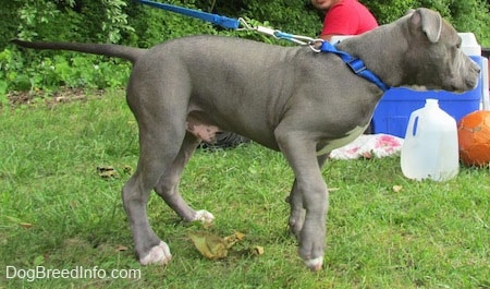 The right side of a blue-nose Pit Bull Terrier that is walking in front of a picnic that is happening behind it.