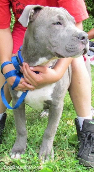A blue-nose Pit Bull Terrier Puppy is standing in a yard, it is looking to the right and there is a child standing over top of it.