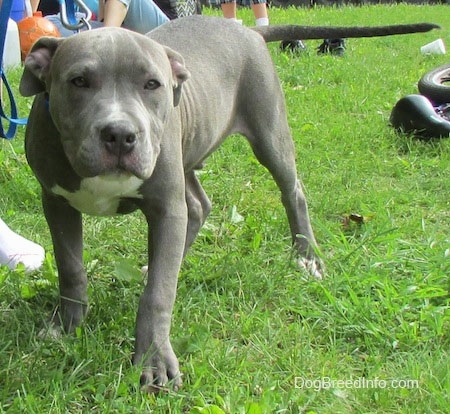 A blue-nose Pit Bull Terrier Puppy, with its head down, is standing in a yard. There is a line of people sitting to the left of it. The dog has a gray nose and a long tail that is level with its body.